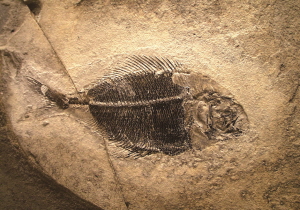 re_84_4_2 Fossil