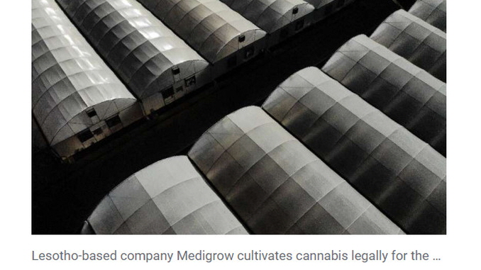 Lesotho-based company Medigrow cultivates cannabis legally for the