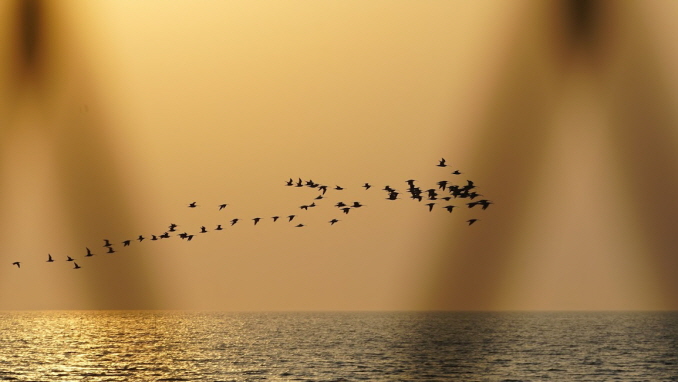 birds flying over the sea