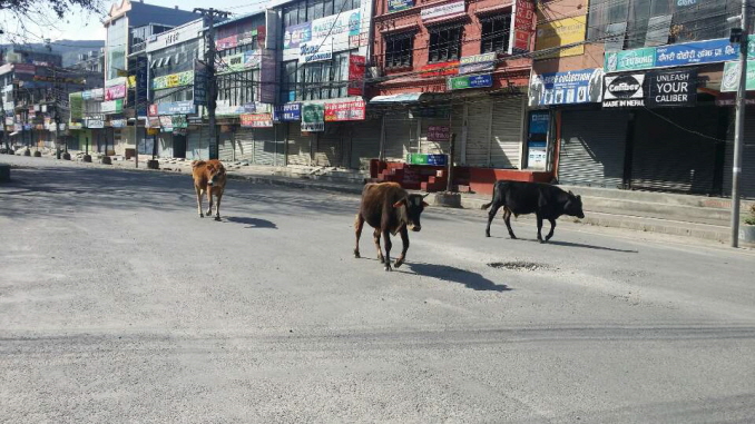 Pocara Street, where cattle pass by