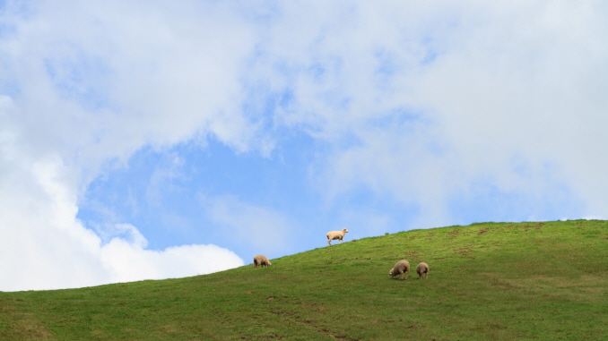 a flock of sheep on the meadow