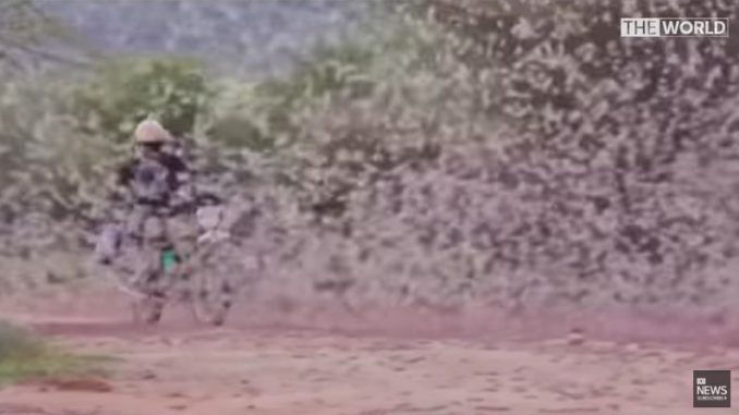 Locust-swarms-stretching-kilometers-devour-Indian-crops-678x381