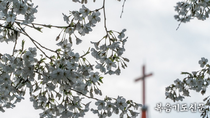 the cross behind the flower 20210328