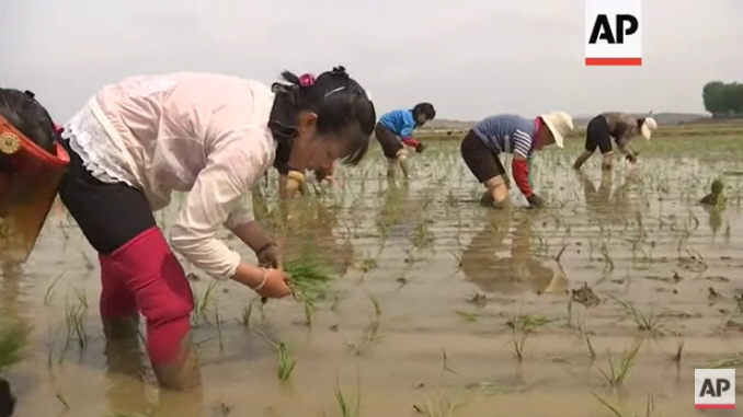 North Korean rice fields planted as hunger remains 20210716