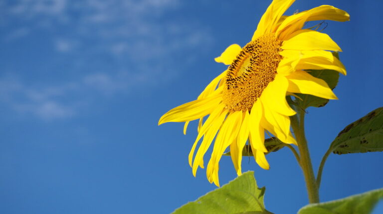 Sunflower 20220921
