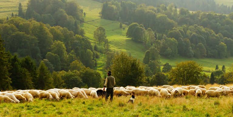 shepherd-sheep-230218-unsplash