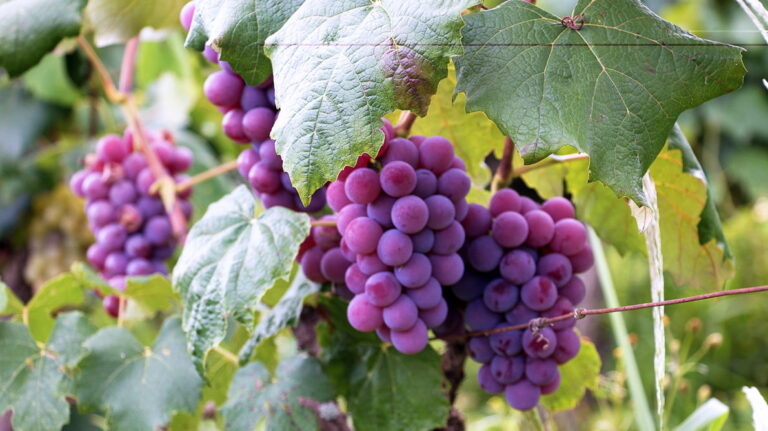 grape 20230419