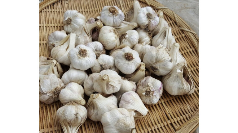 garlic-230610-1