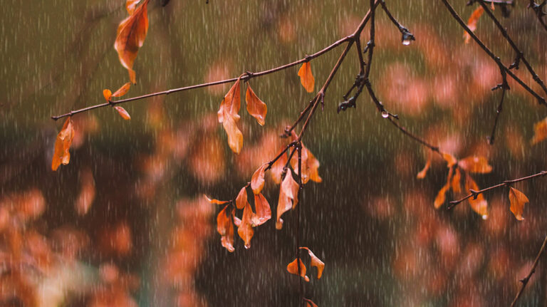 20230918 autumn rain