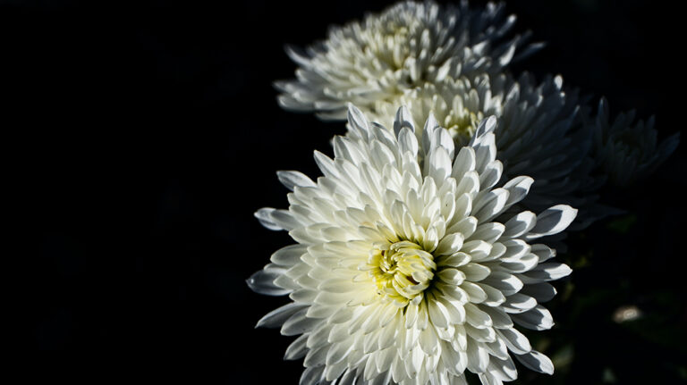 Chrysanthemum-240129-unsplash