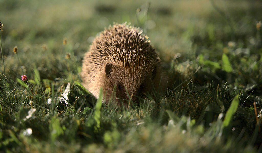 20241021 hedgehog